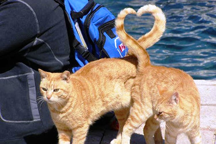 Perfectly Timed Photos