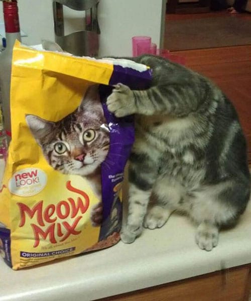 Perfectly Timed Photos