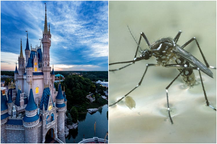 Disney World Mosquitos