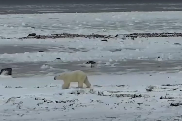 Polar Bear Live Stream