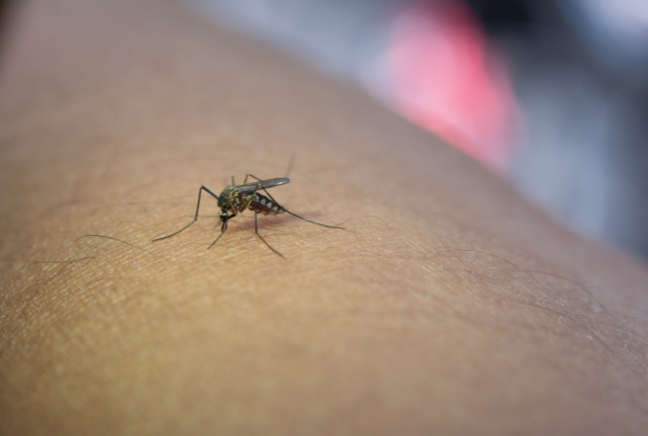 Mosquito close up on skin