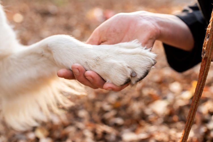 Canine Aging