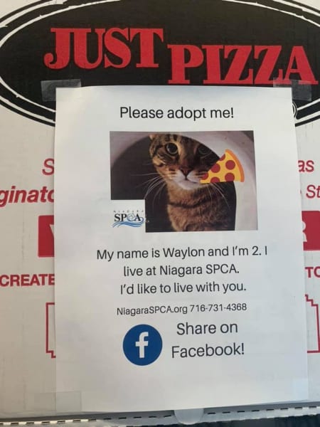 Adoptable Dogs on Pizza Boxes