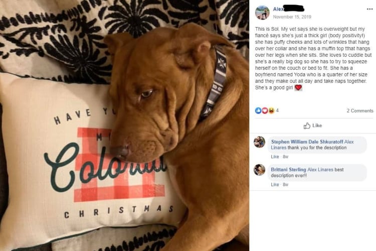 Blind Man Asks For Dog Descriptions on Facebook