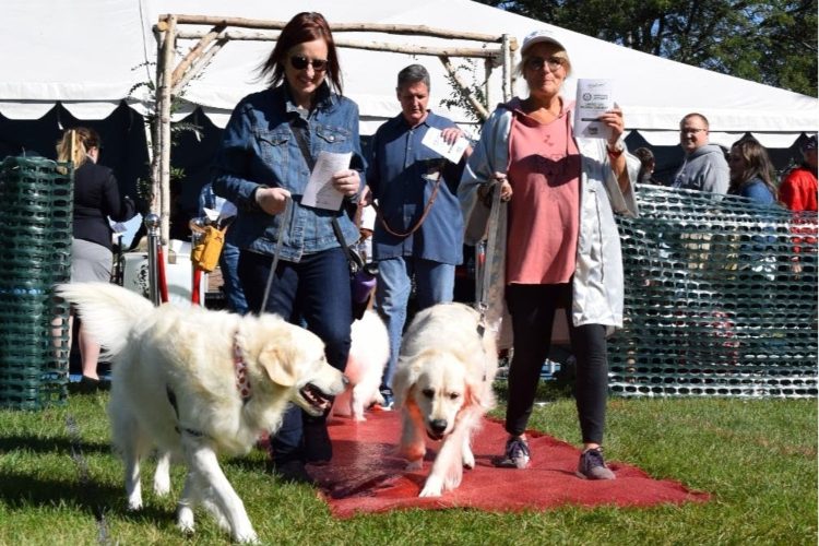 World Record for Largest Dog Wedding