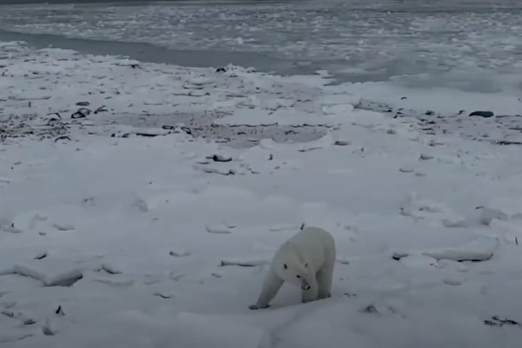 Polar Bear Live Stream