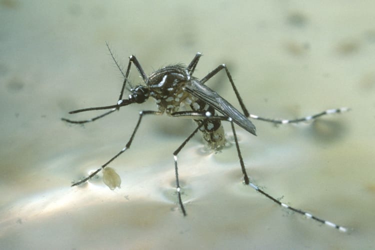Disney World Mosquito Surveillance Program