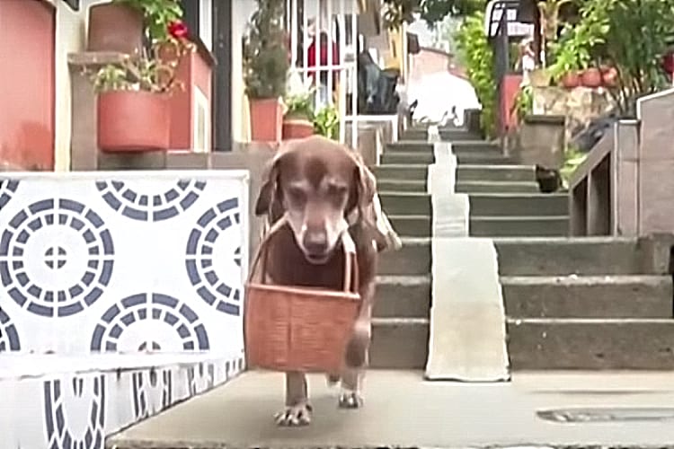 Dog Delivering Groceries Coronavirus