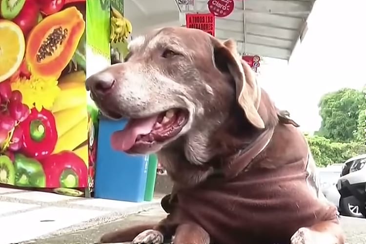 Dog Delivering Groceries COVID