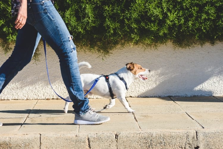 Dog Walking Tips