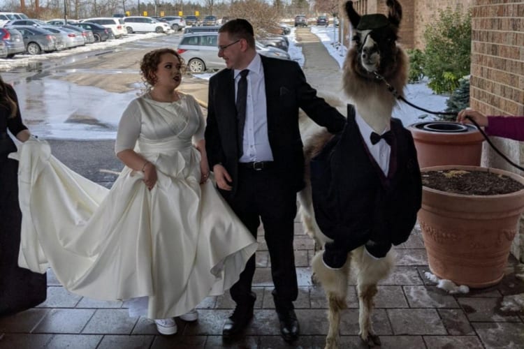 Man Brings Llama To Sister's Wedding