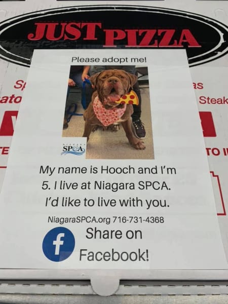 Mary Alloy Niagara SPCA