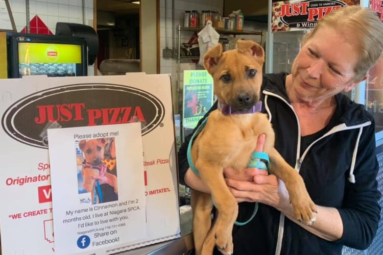 Adoptable Dogs on Pizza Boxes