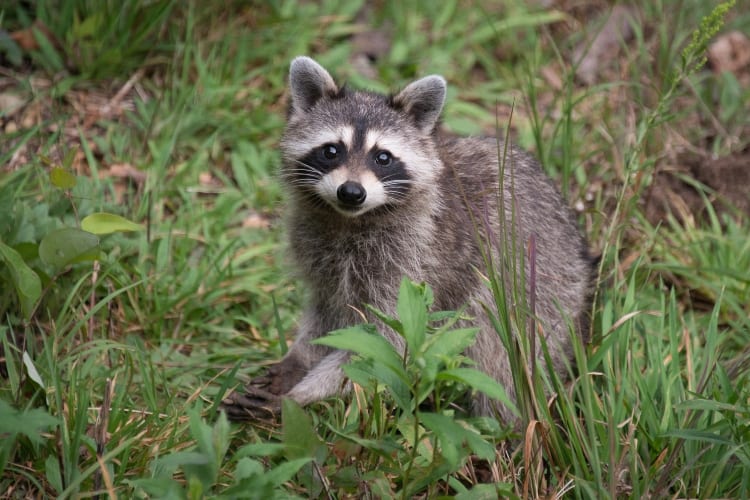 Girl Wakes Up To Find Raccoon In Bed With Her
