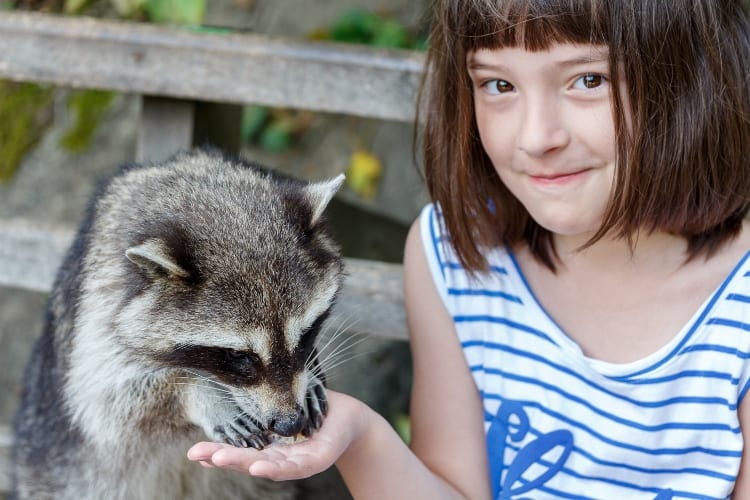 Girl Wakes Up To Find Raccoon In Bed With Her